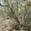 The Palo Verde tree